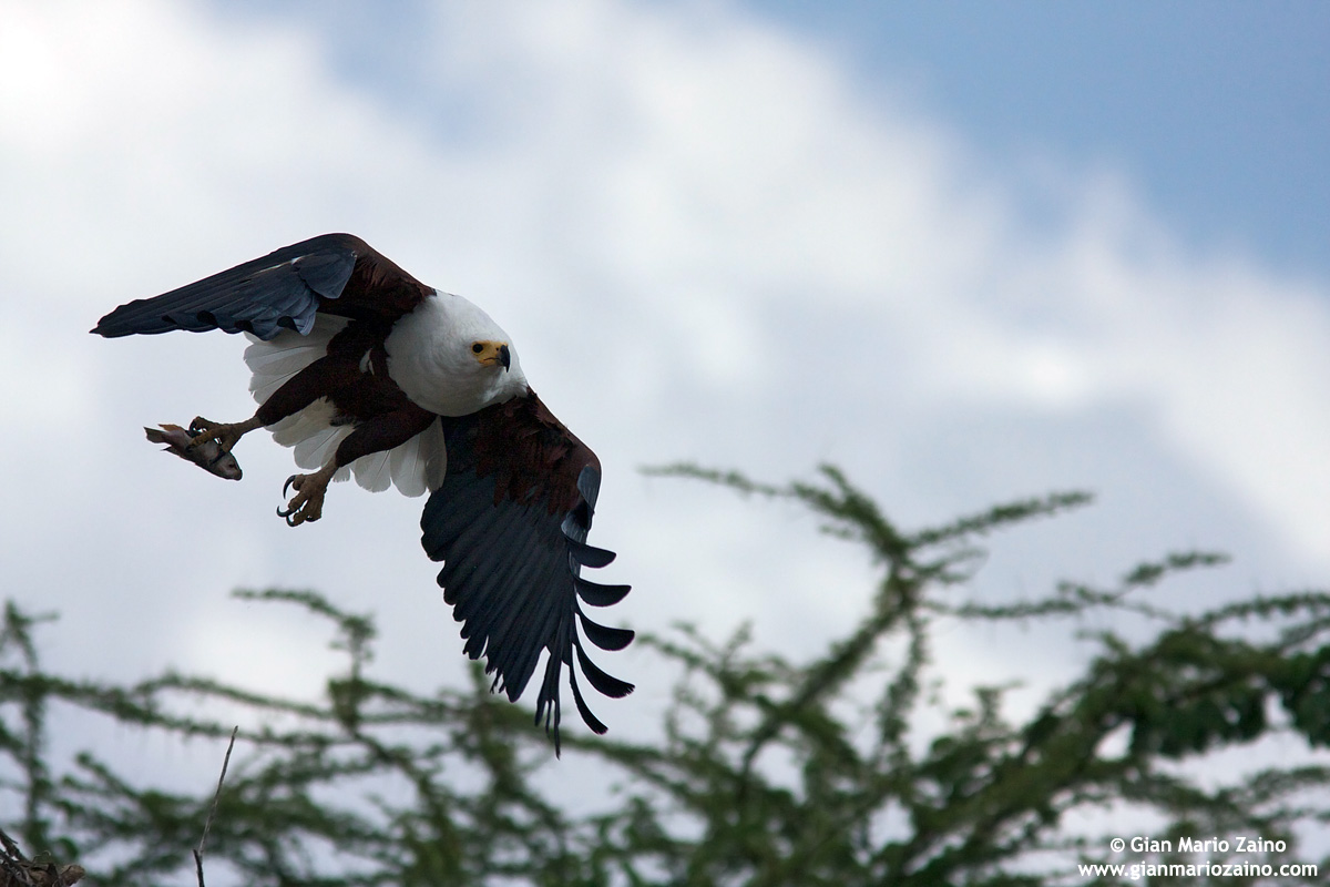 African fish eagle / African Fish Eagle
