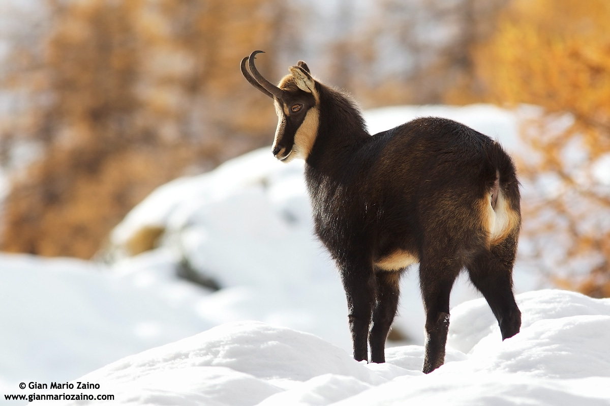 Rupicapra rupicapra / Suede / Chamois / Chamois