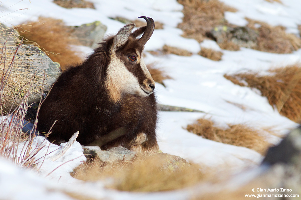 Rupicapra rupicapra / Suede / Chamois / Chamois