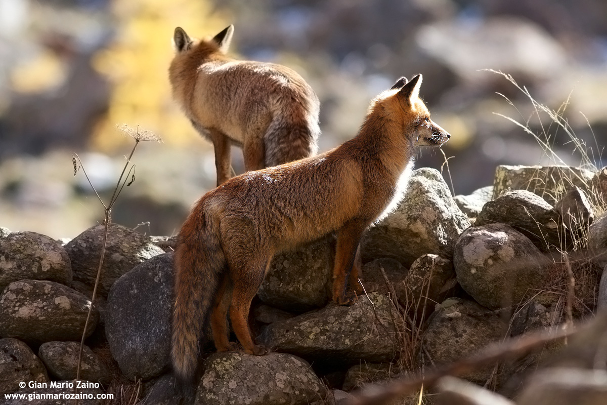 Vulpes vulpes / Fox / Red fox / Renard roux