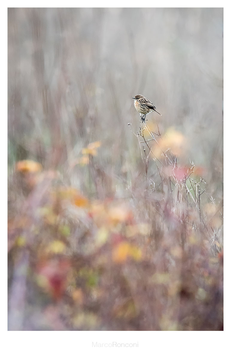 in the small things, the beauty