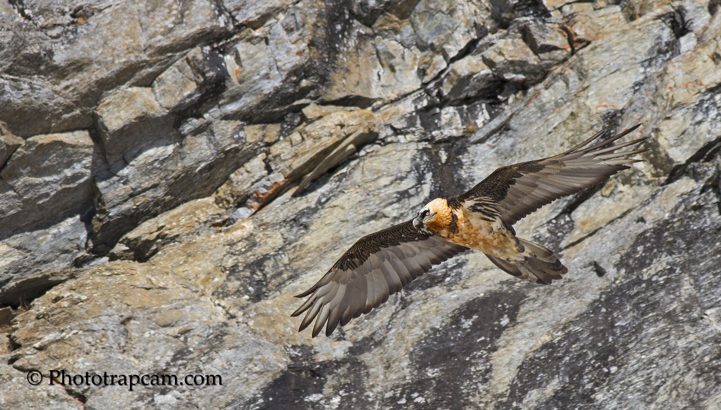 Bearded Vulture