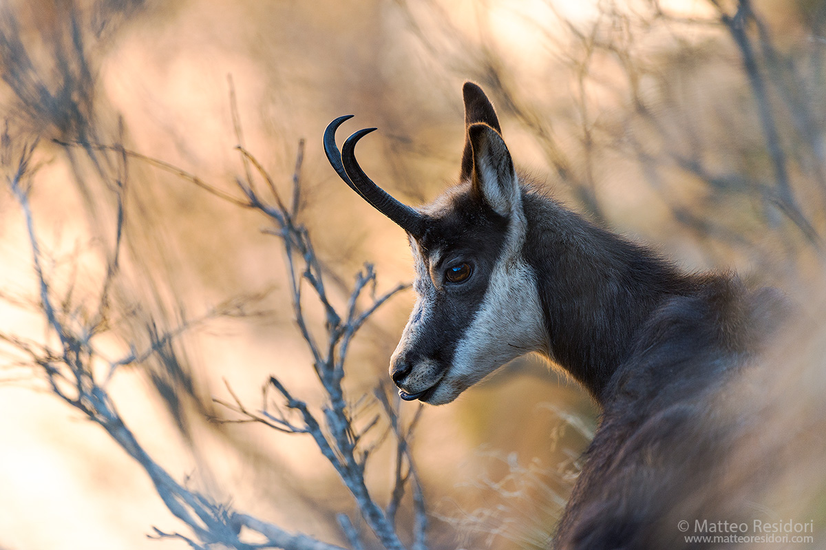 Camoscio alpino (ritratto)