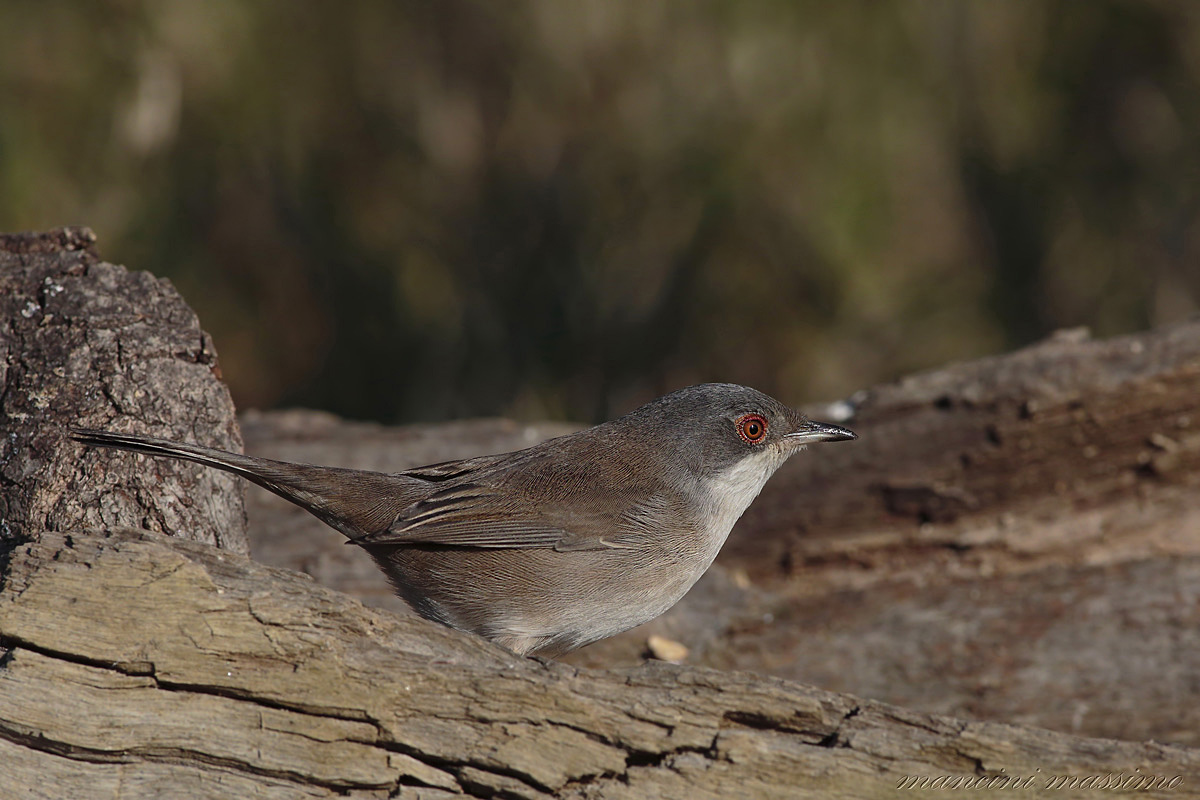 F Warbler (Sylvia melanocephala)