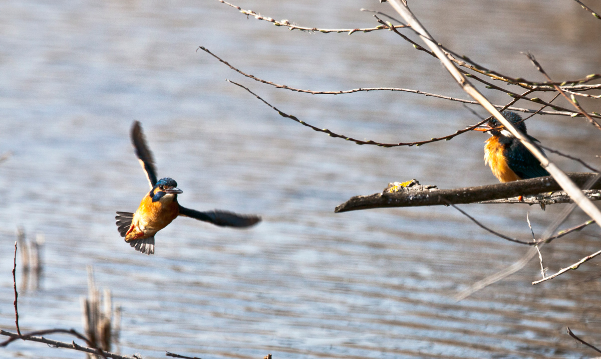 primo martino in volo