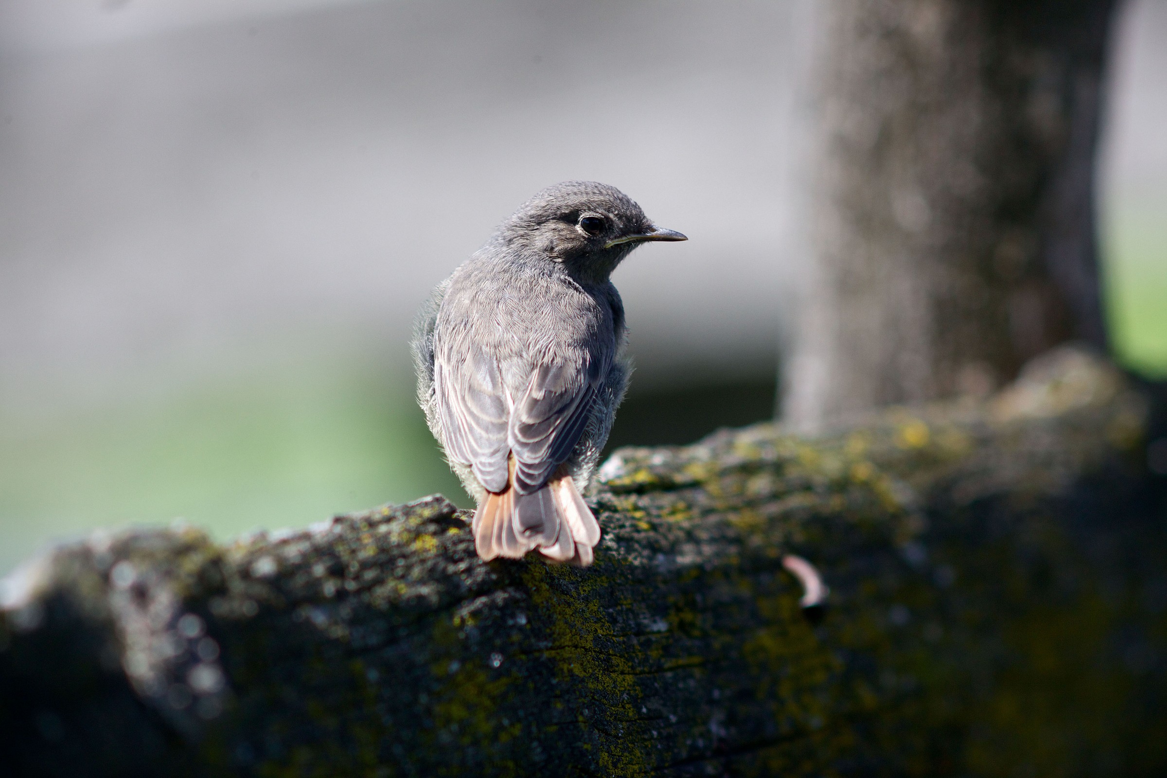 Codirosso spazzacamino
