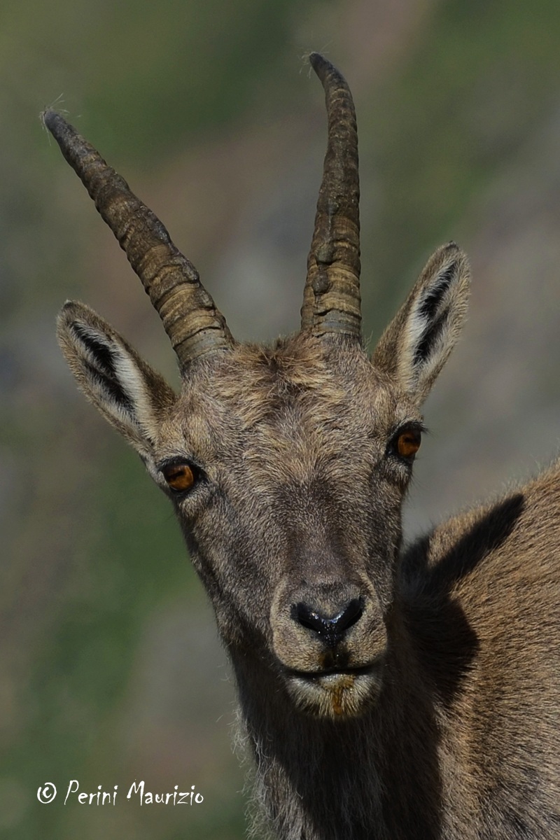 Ibex female