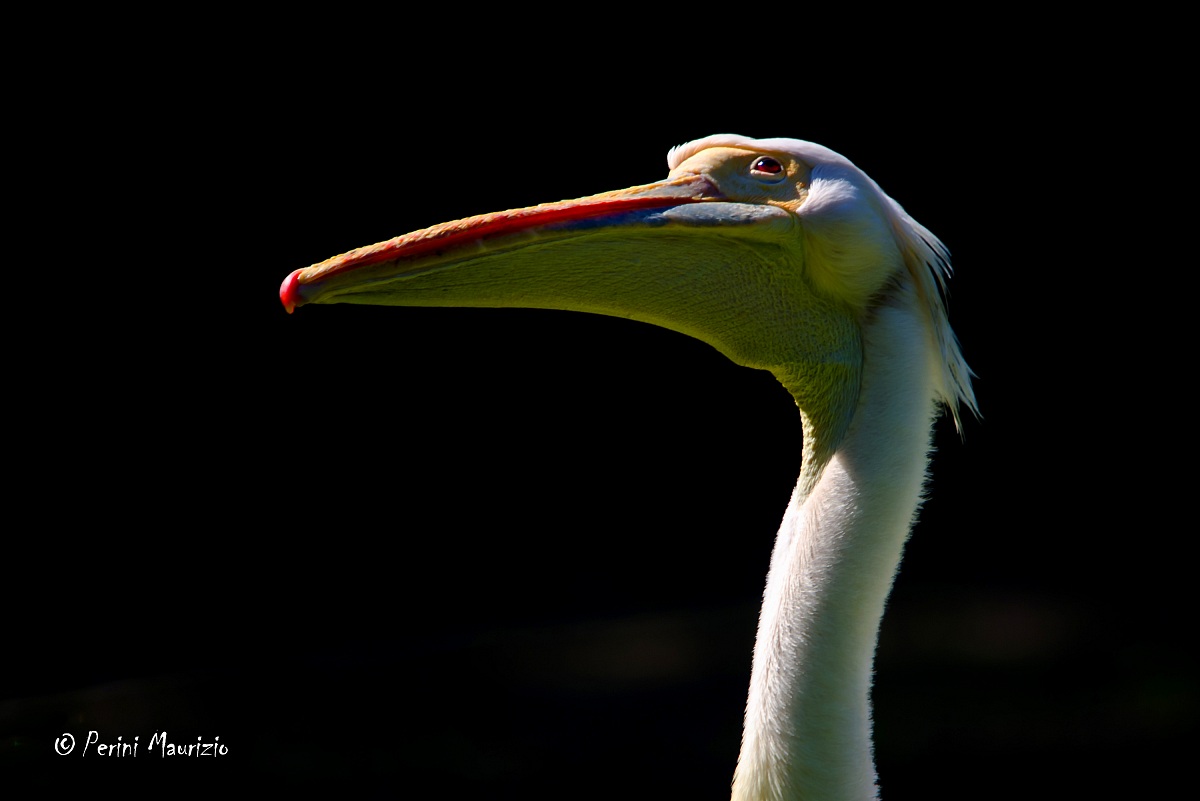 Pelican