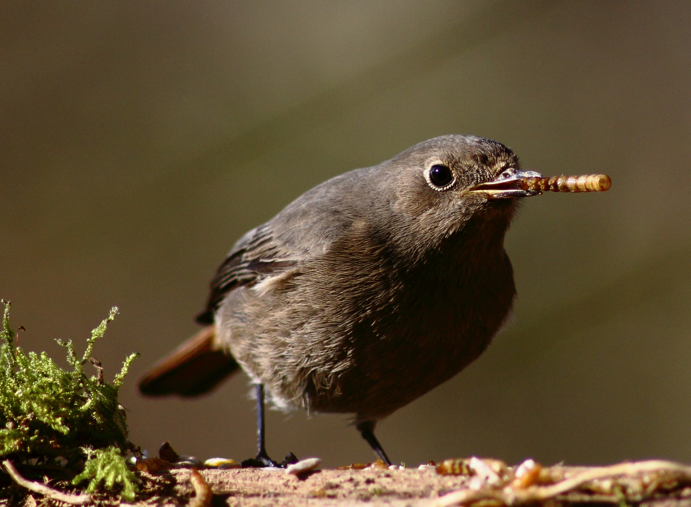 redstart .... smoker ...