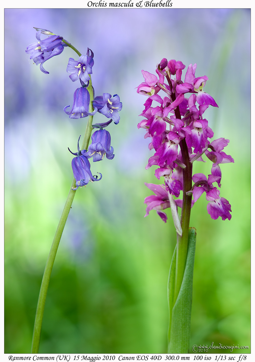 Orchis mascula & Bluebells