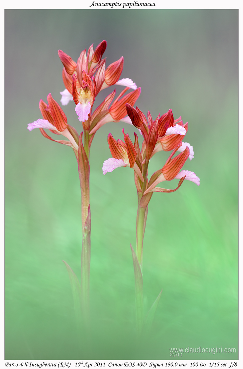 Anacamptis papilionacea