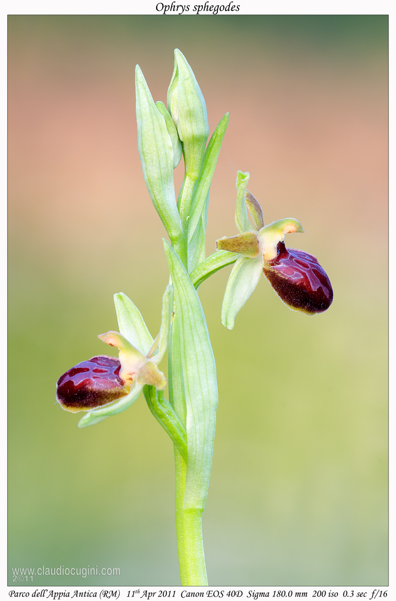 Ophrys sphegodes