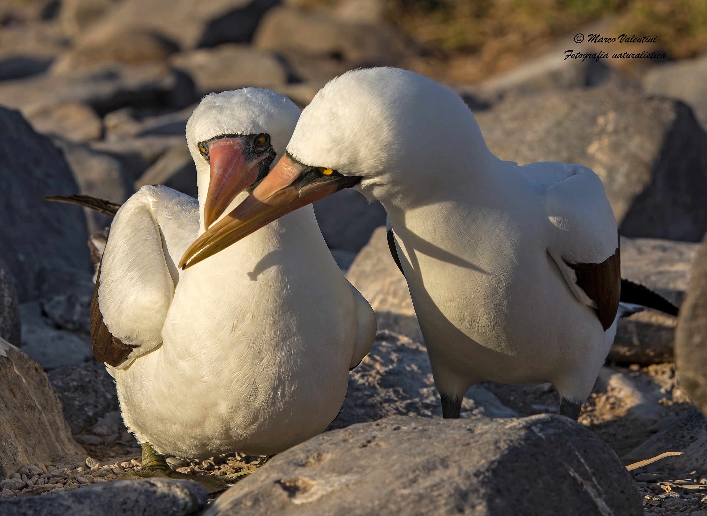 L'offerta del sassolino - Auguri a tutti