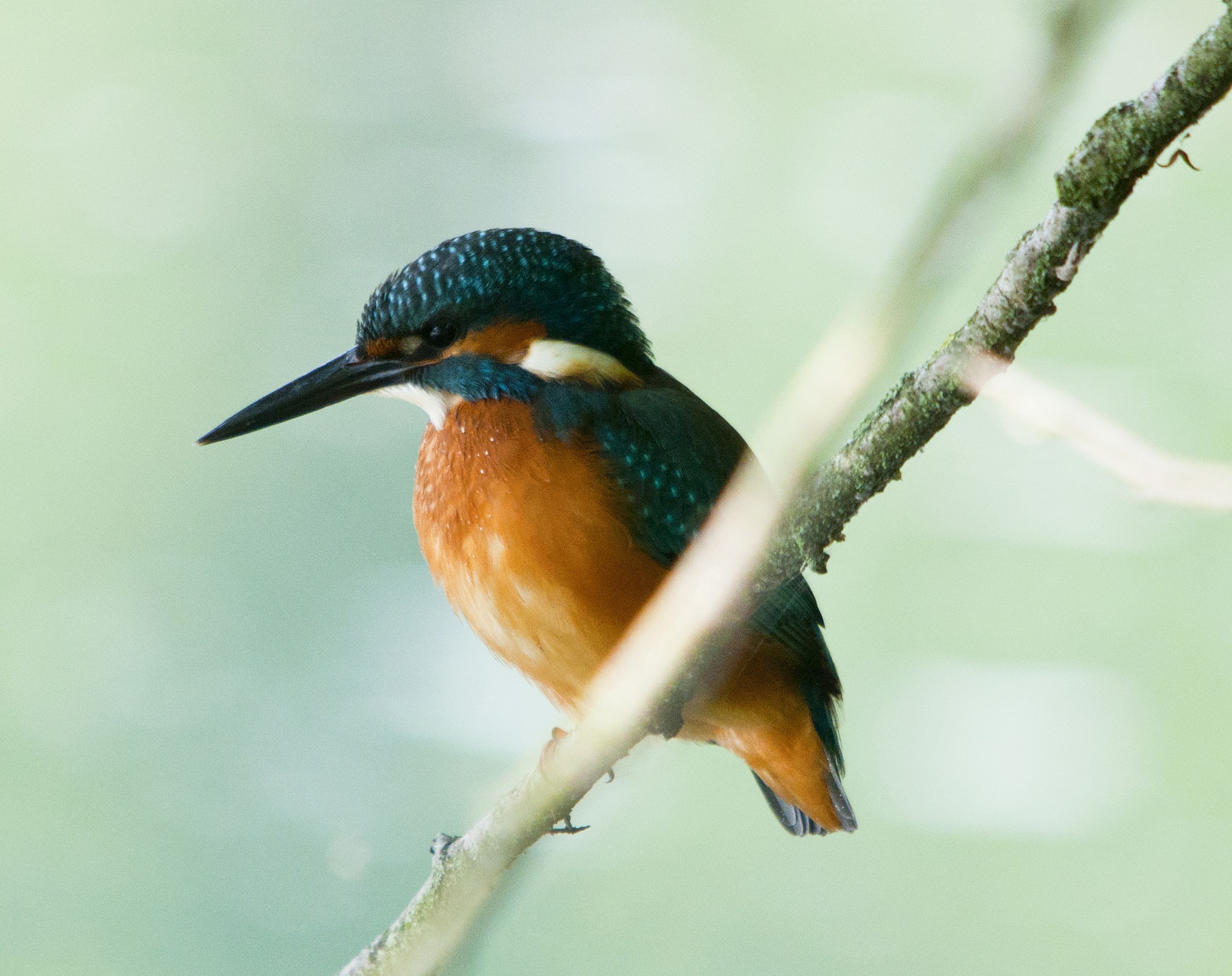 martin pescatore in attesa