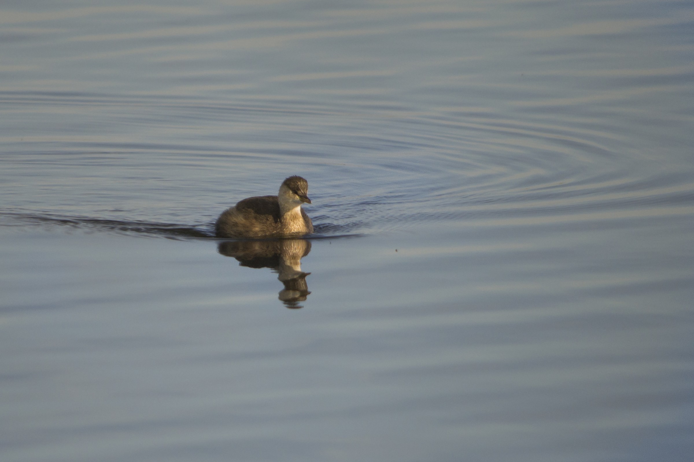 tuffetto allo specchio