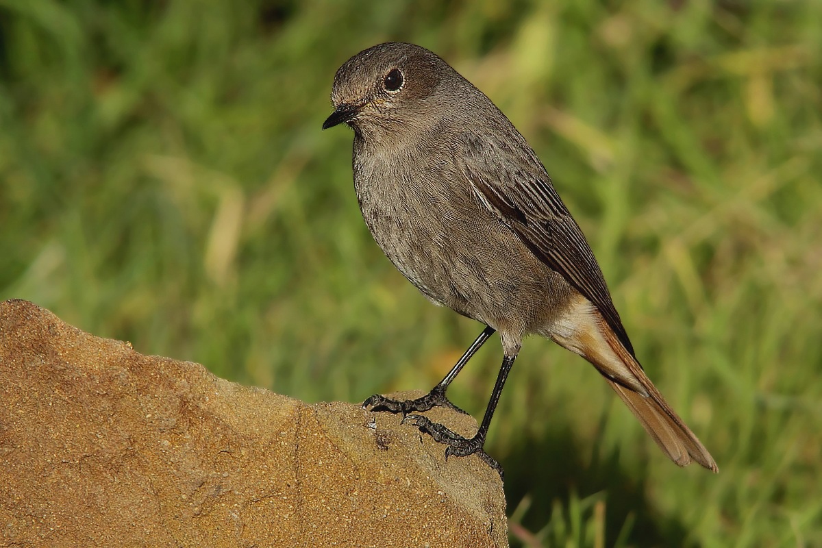 My first black redstart female