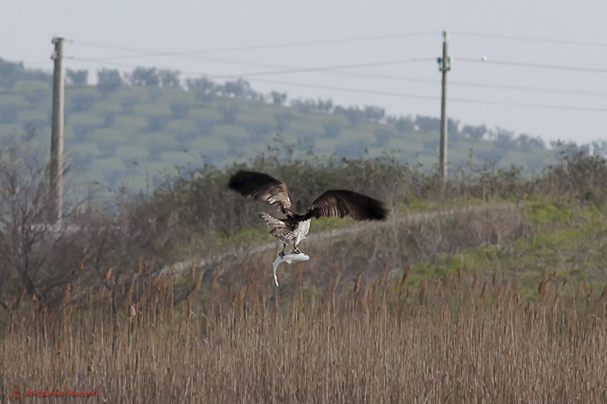 Faco pescatore con preda