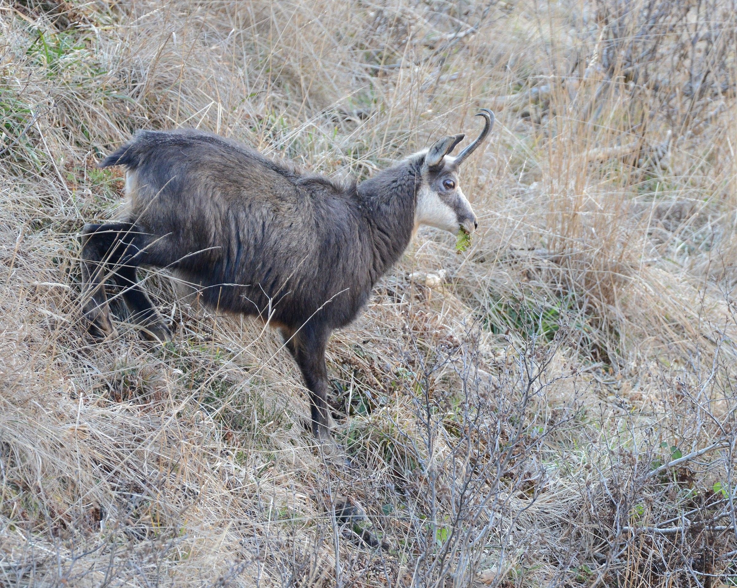 chamois