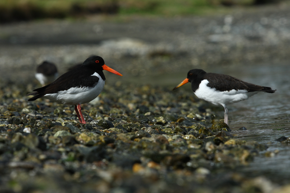 Beccaccia di mare (Norvegia)