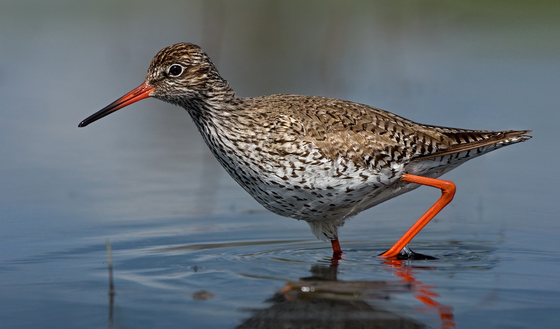 Common Redshank
