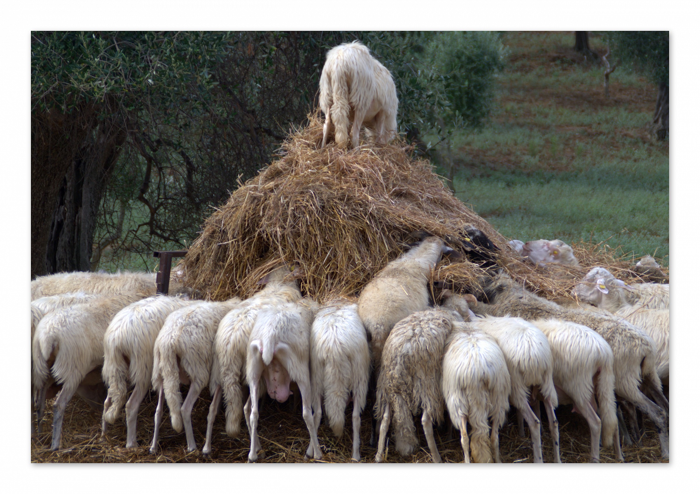 looking for a needle in a haystack .............