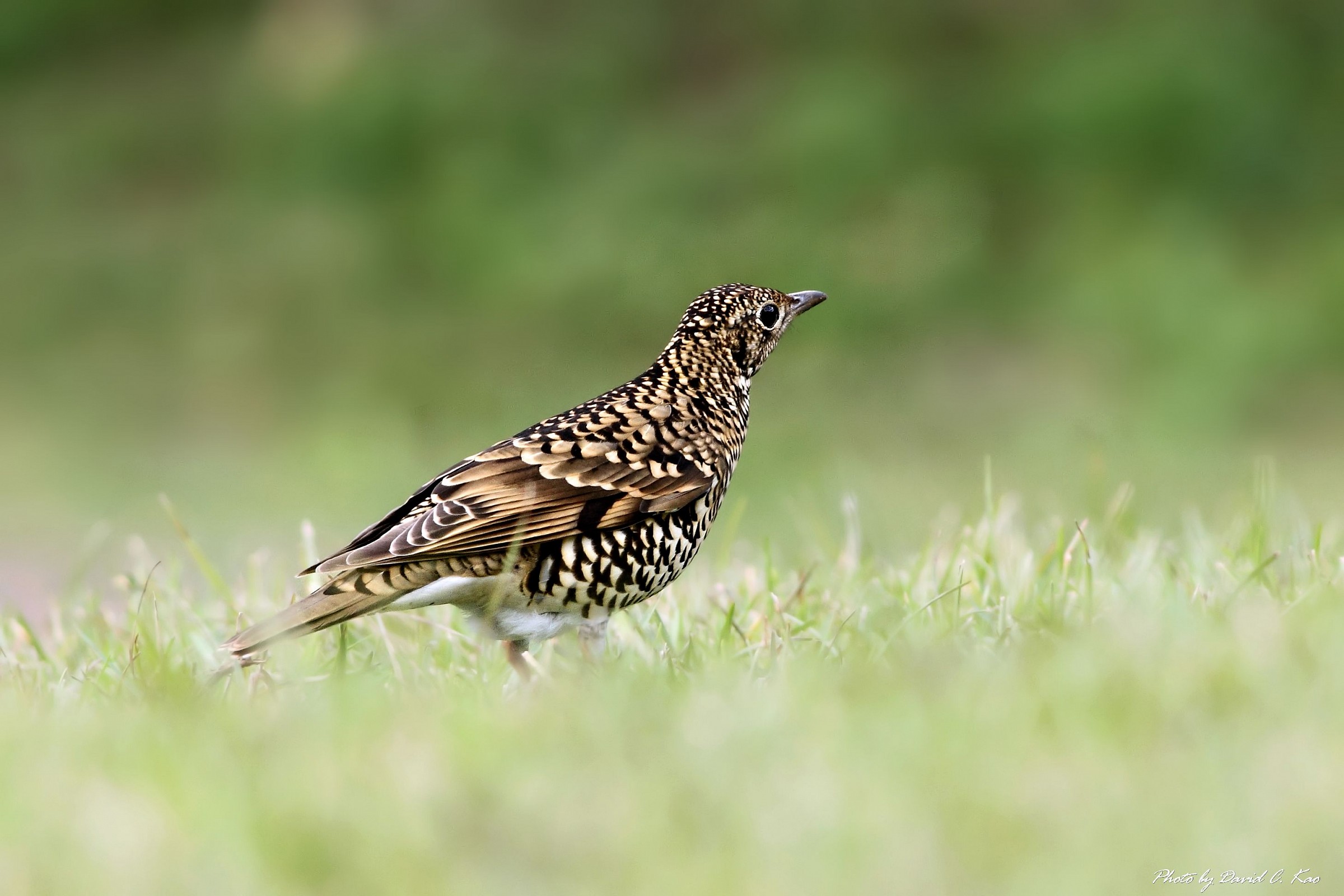 Di Bianco Terra Thrush