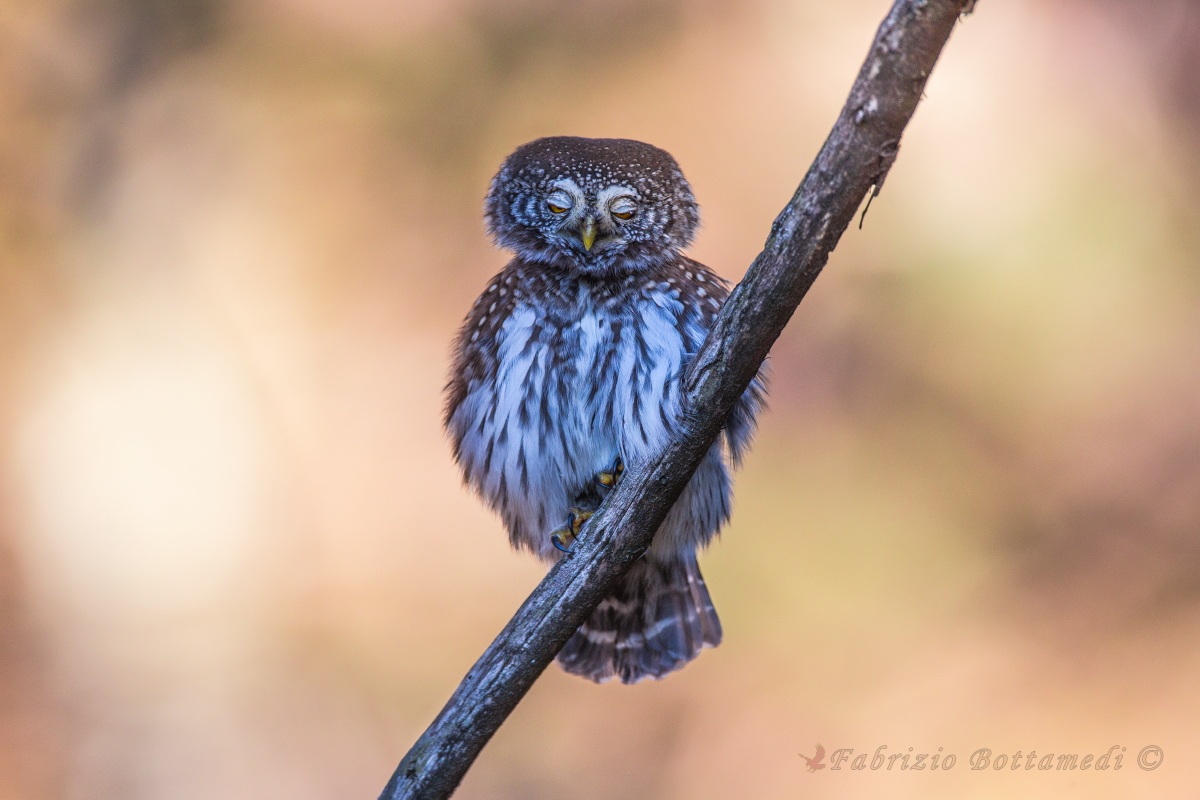 Civetta nana a nanna..