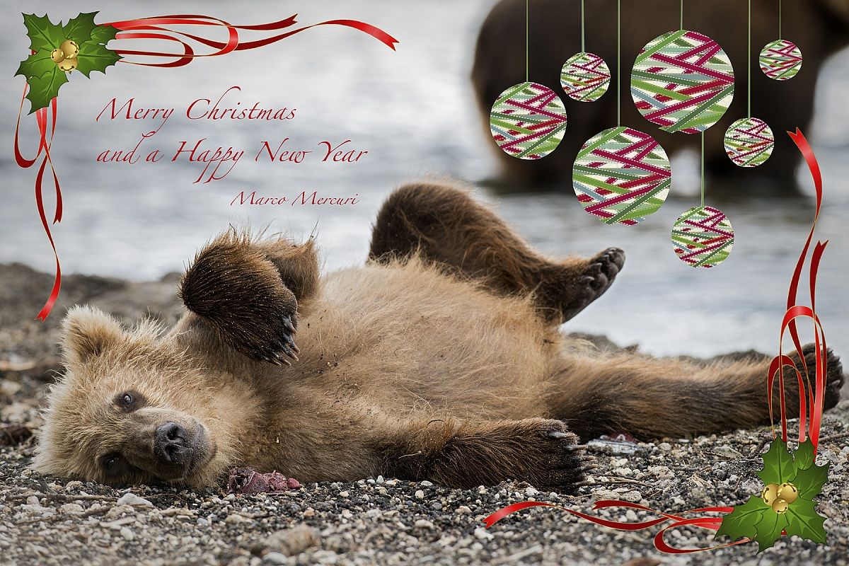 Merry Christmas and a Happy New Year!!!