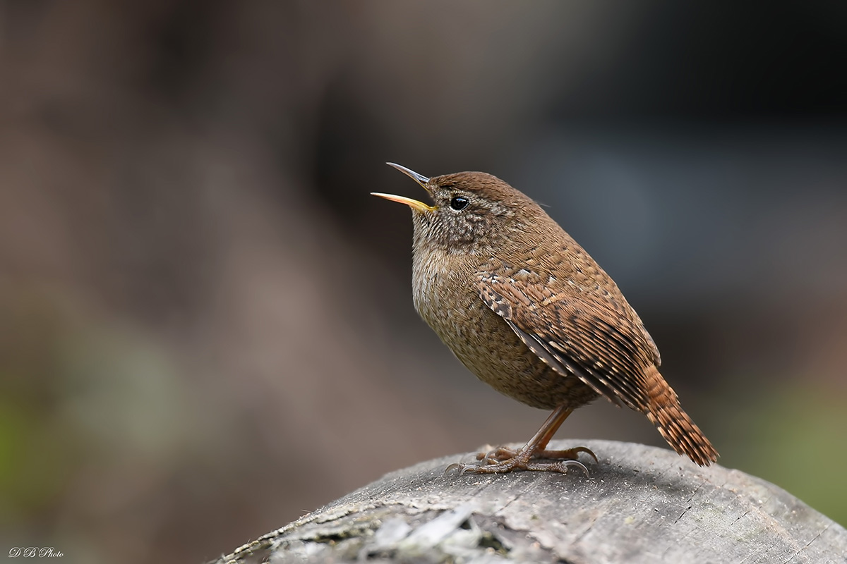 Wren - Troglodytes troglodytes
