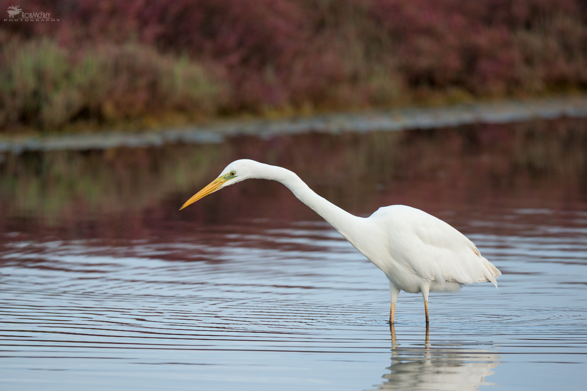 I thought I saw a fish