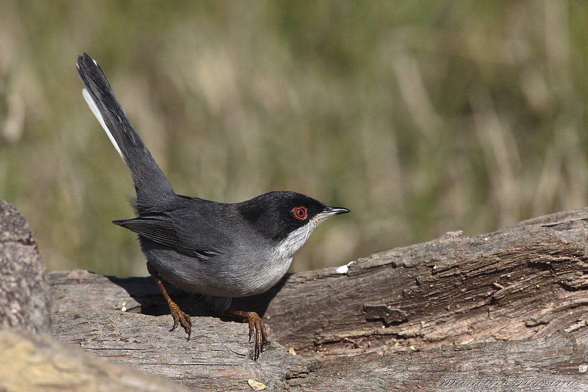 M Warbler (Sylvia melanocephala)