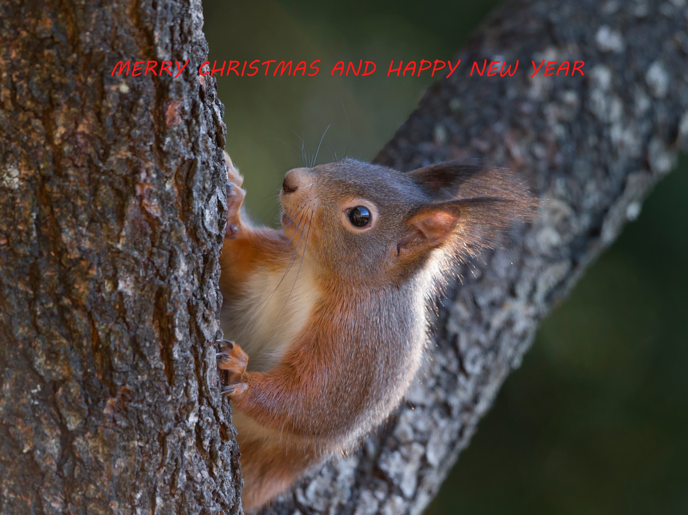 Tanti auguri a tutti