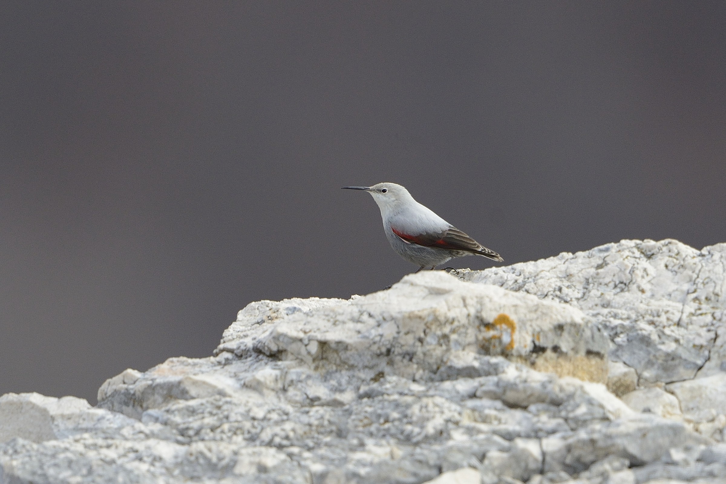wallcreeper