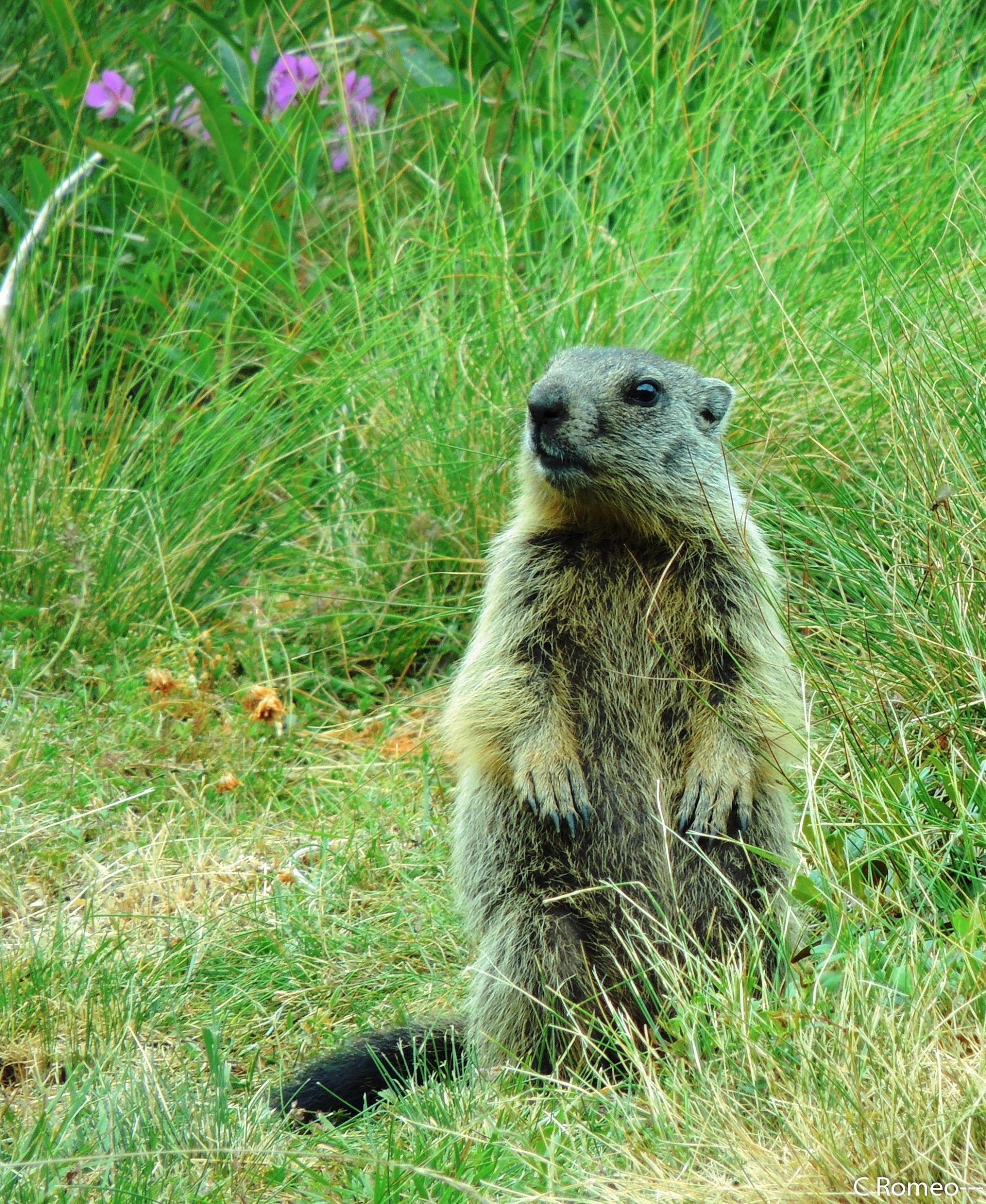 Marmot