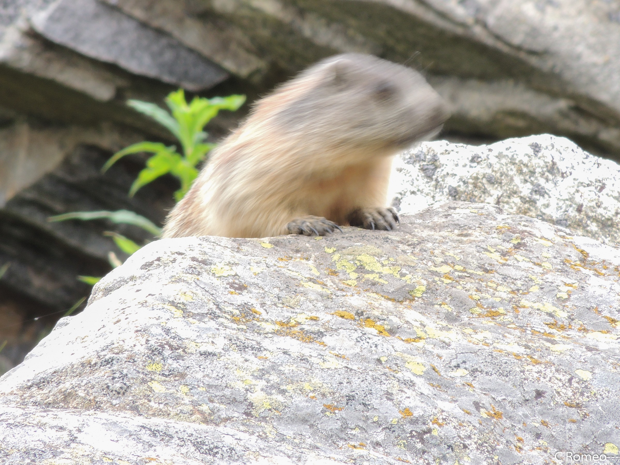 Marmot fleeing