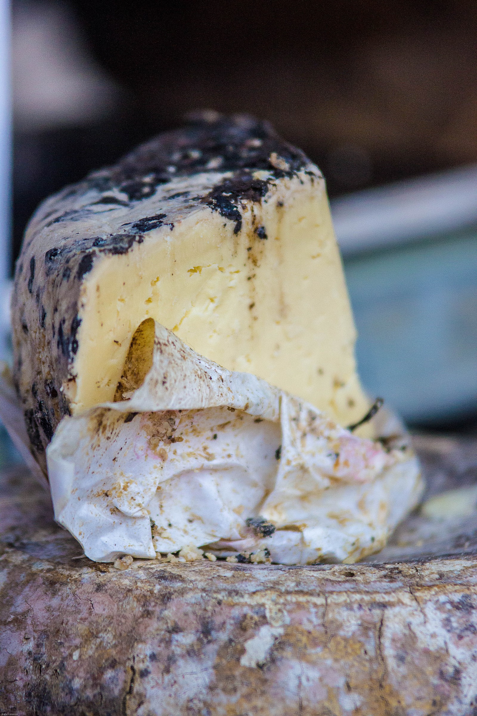 Toma under the pomace