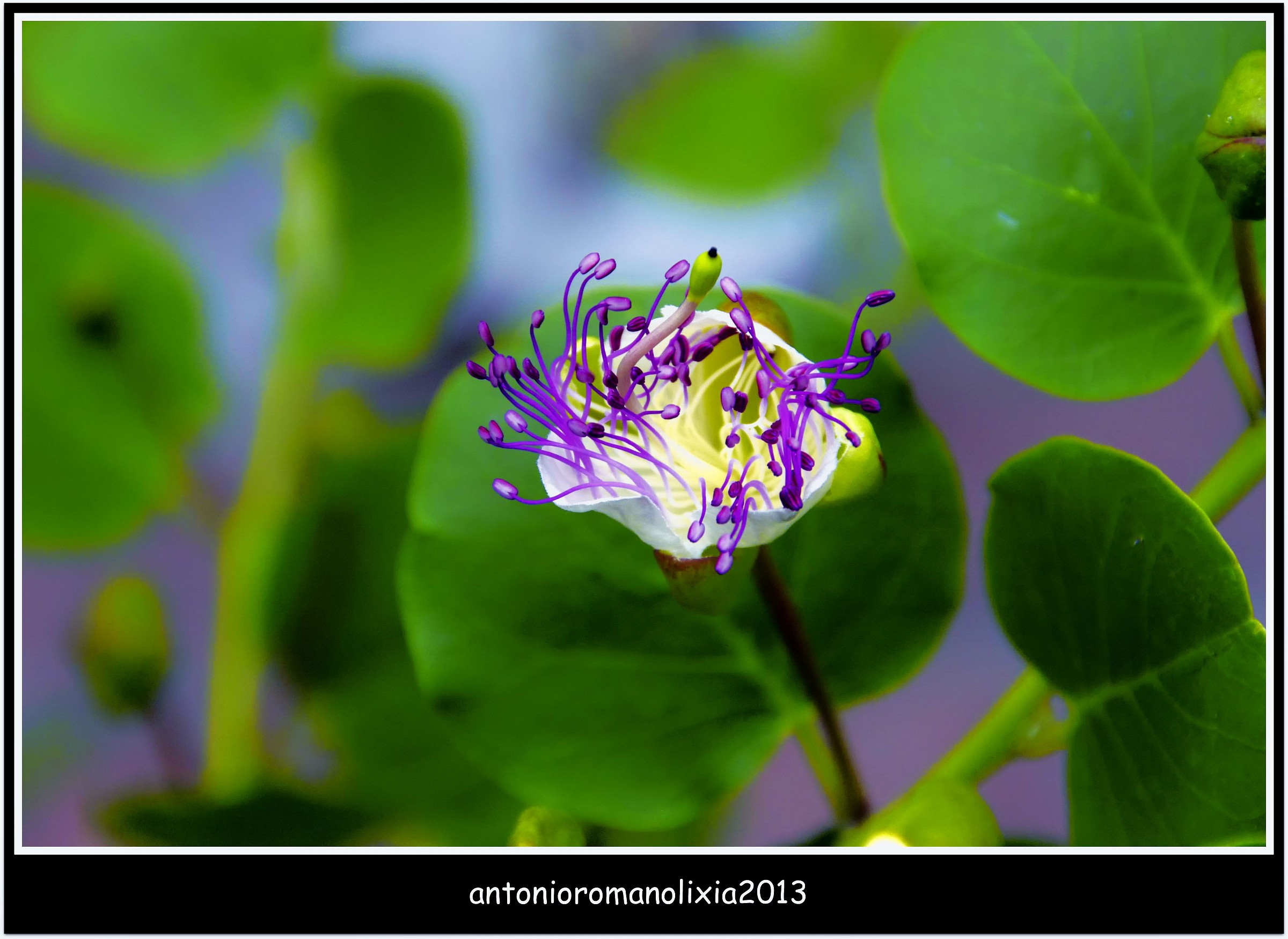 Fiore del Cappero