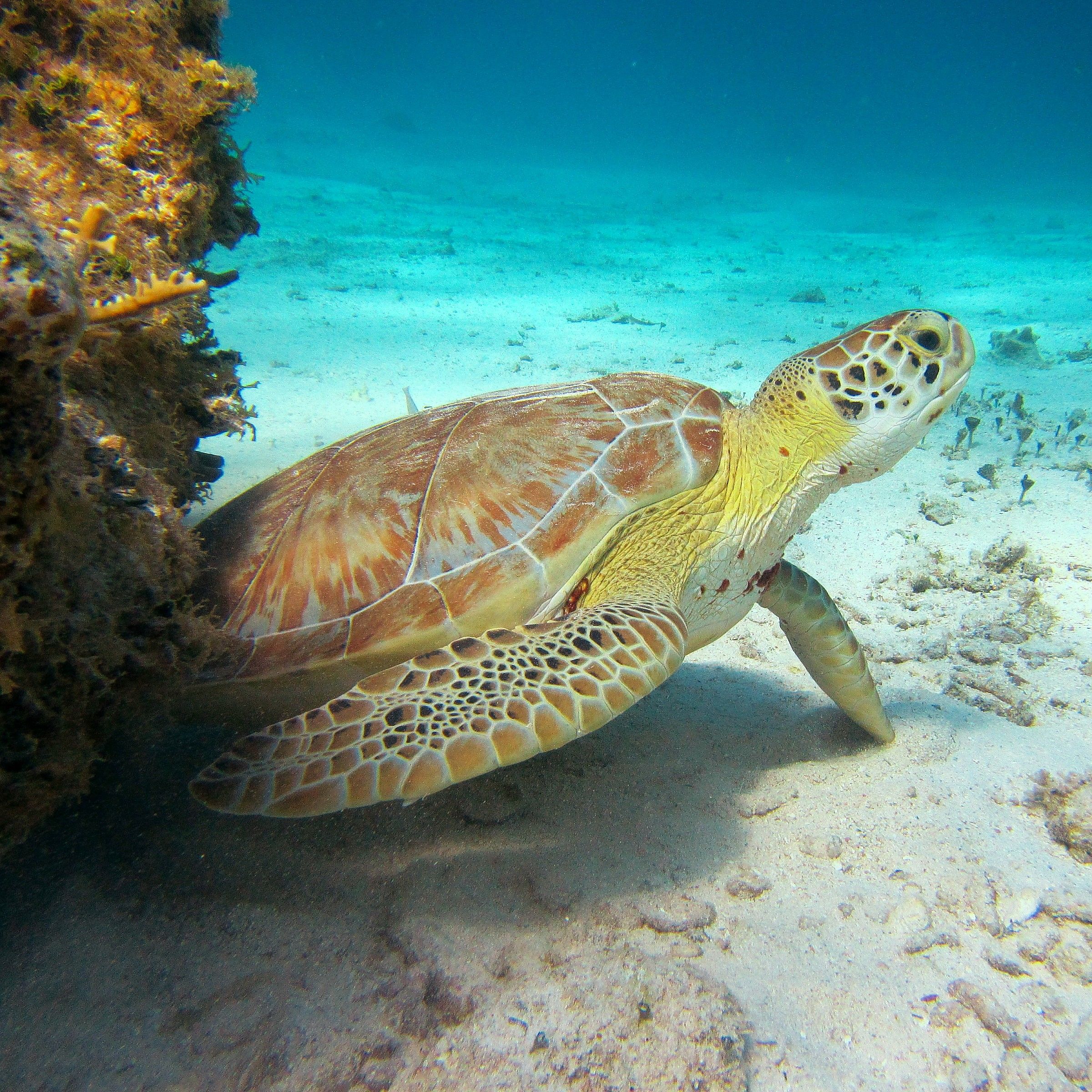 Caye Caulker Reef, Turtle