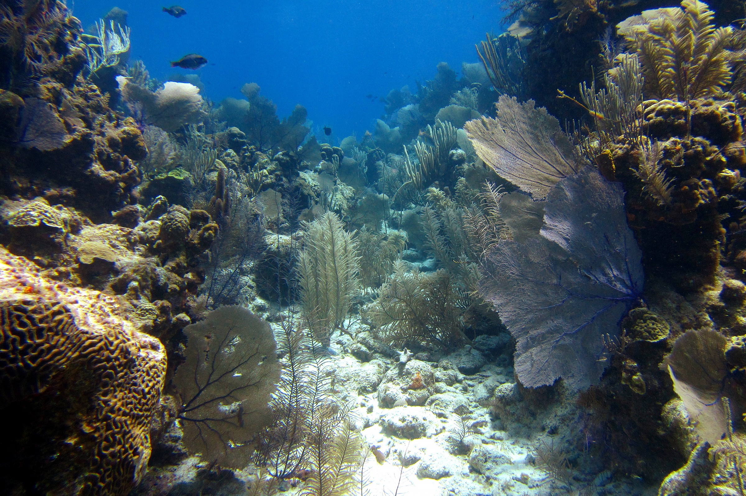 Light House Reef Atoll, The Aquarium