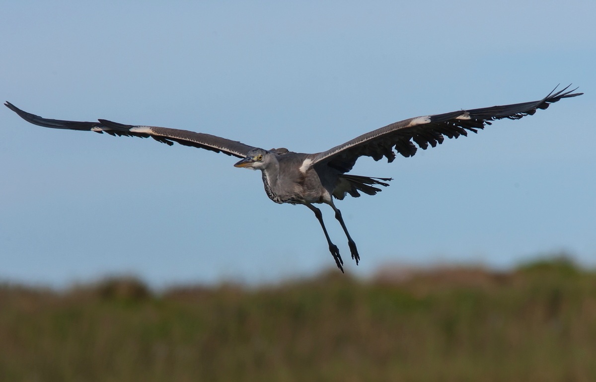 Cenerino in arrivo 3