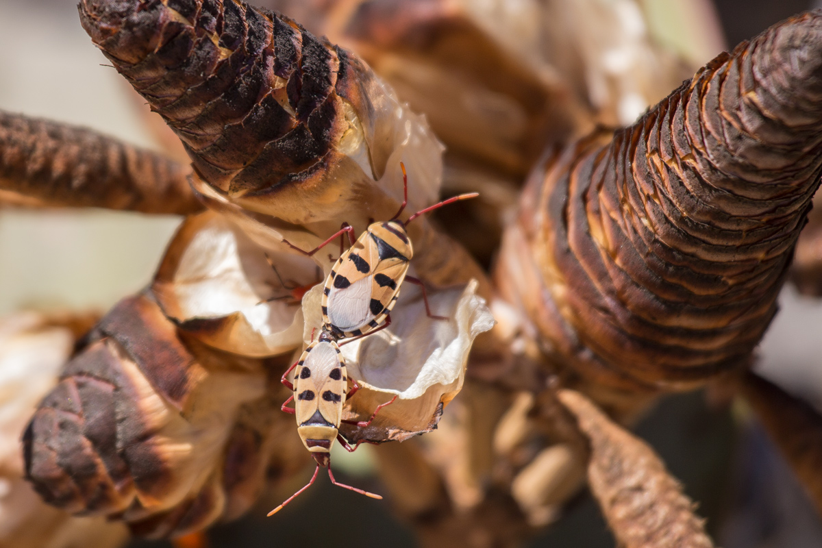 Cimici su welwitscia