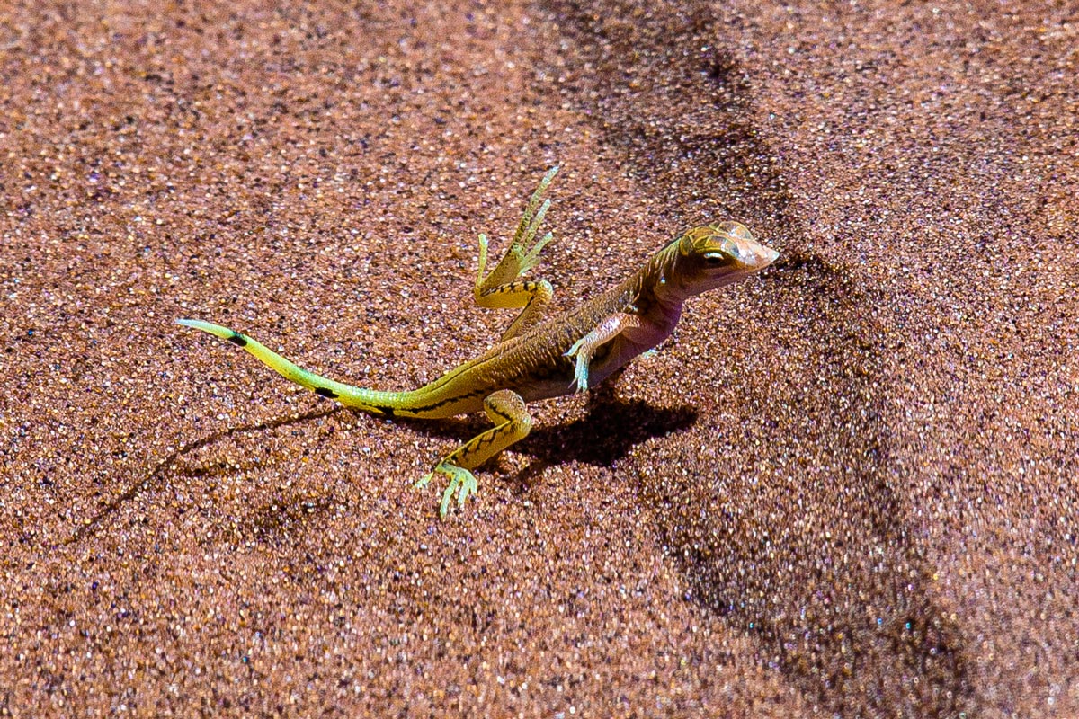 Lucertola del deserto