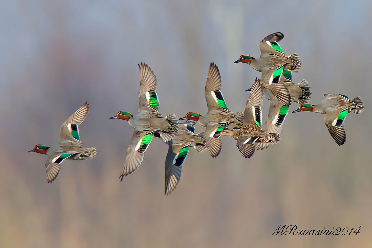 Alzavole gruppo in volo