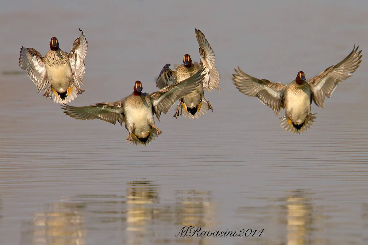 Alzavole, maschi in atterraggio