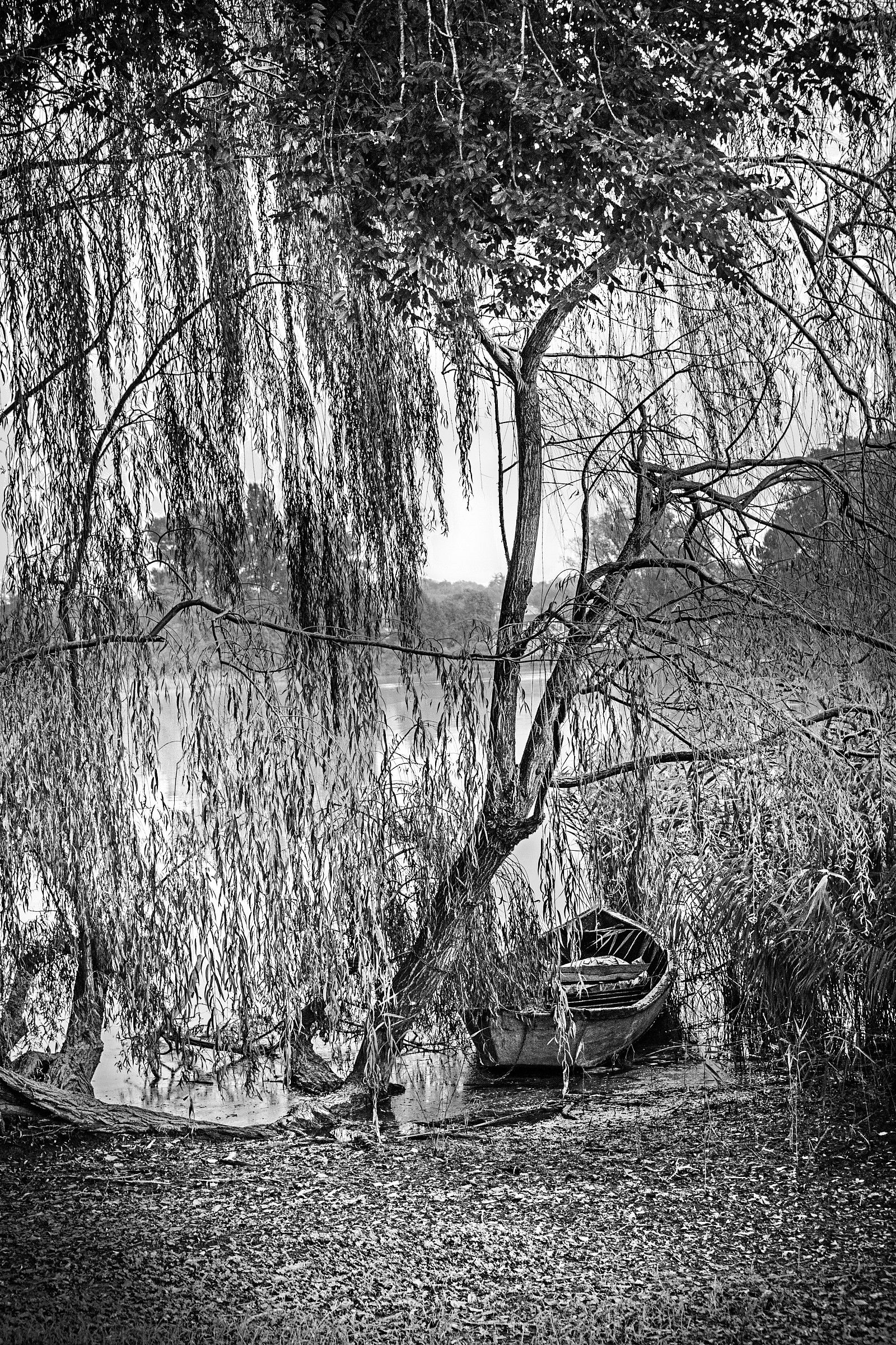 In the solitude of the lake