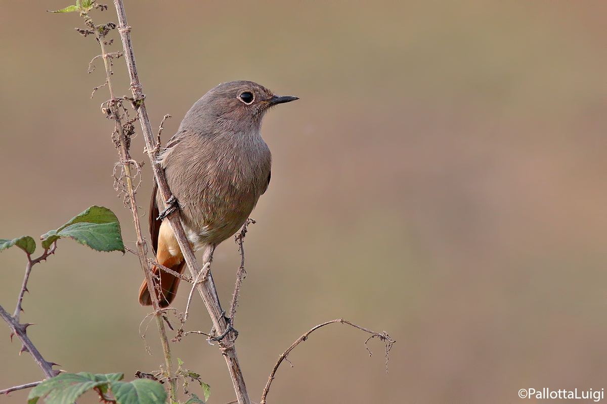 Codirosso spazzacammino (Phoenicurus ochruros)