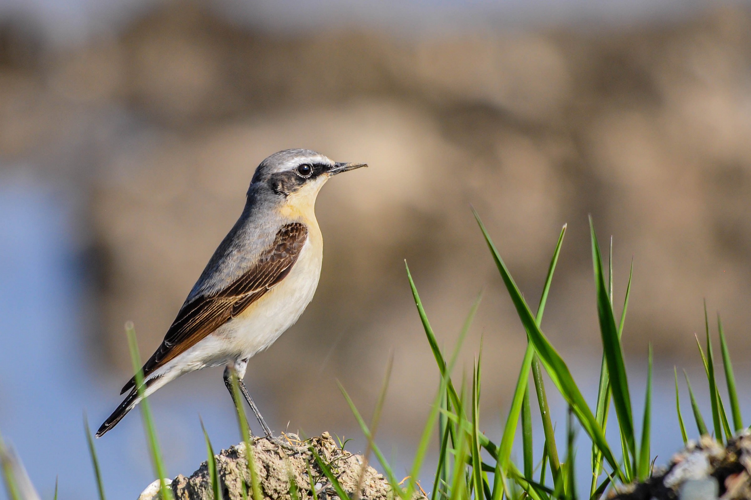 Wheatear (M)