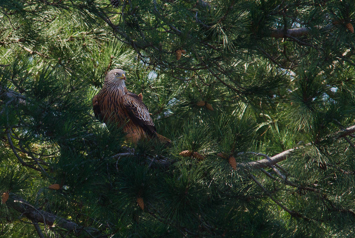 His laying Majesty (Nibbio reale)