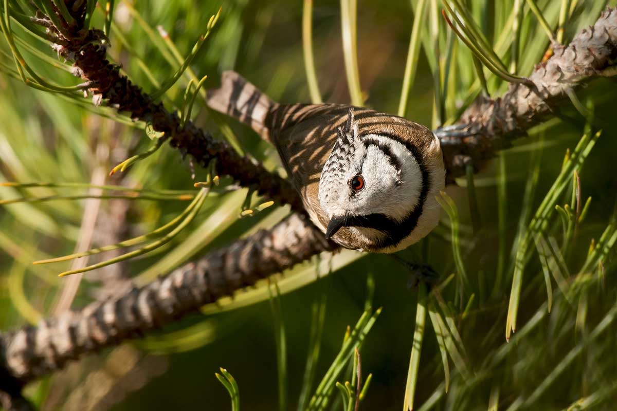 Crested Tit ... curious