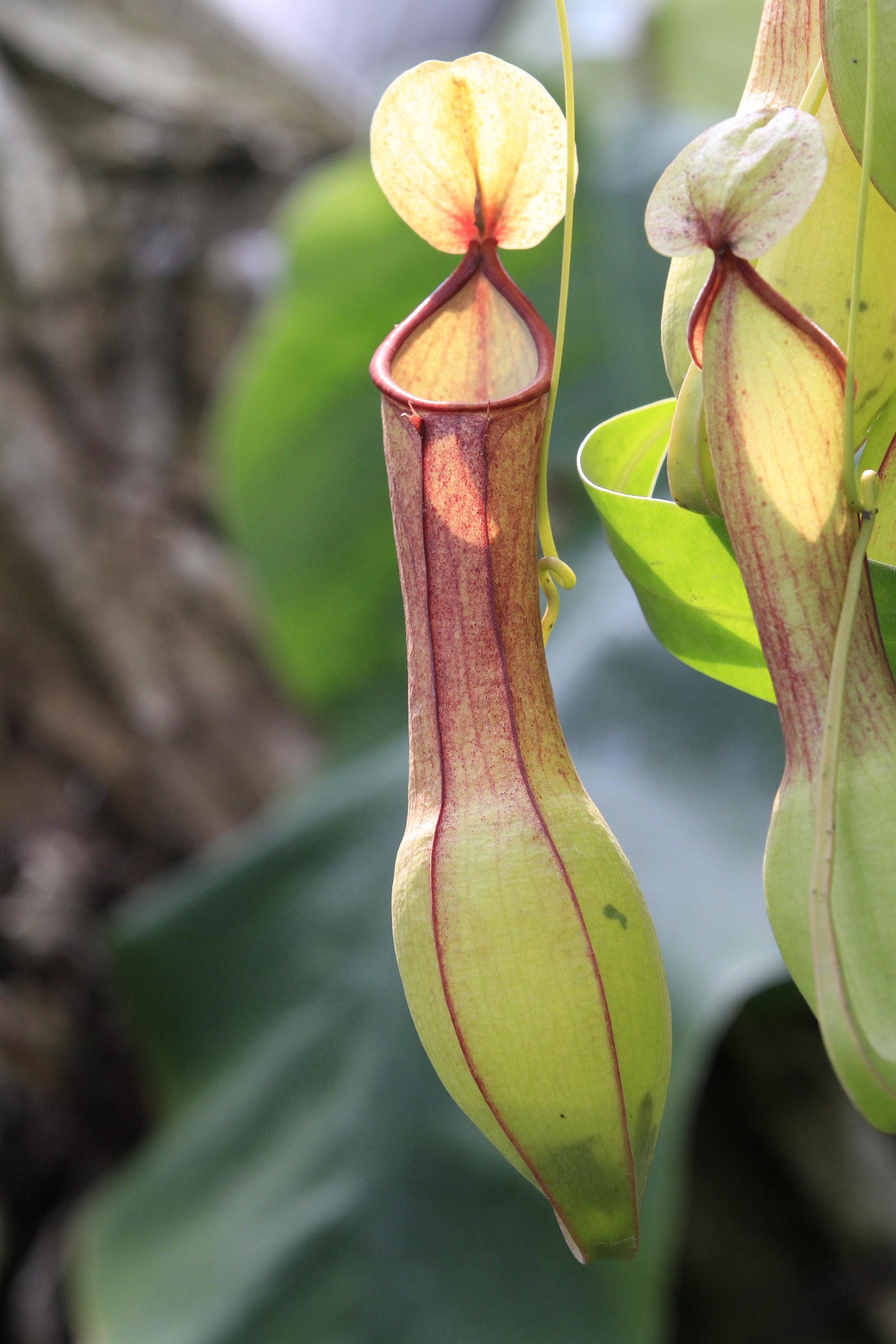 Nepenthes